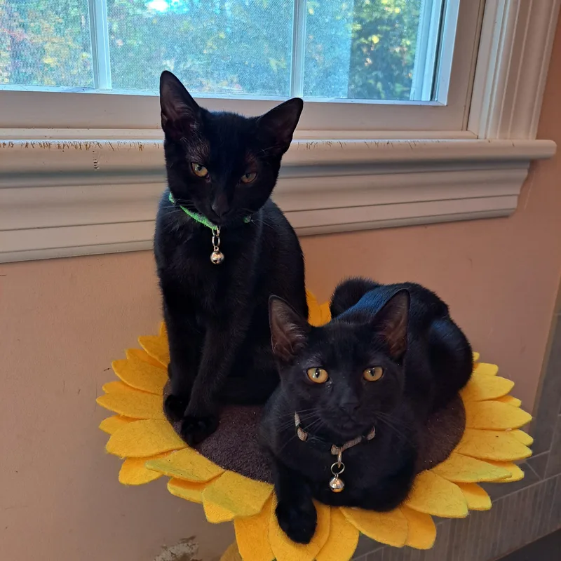 Ivy & Bean thumbnail 4