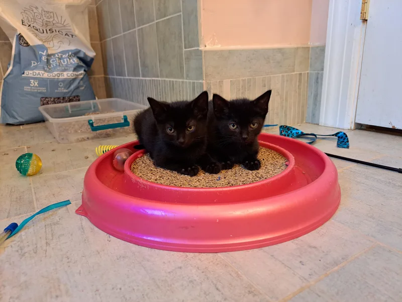 Ivy & Bean thumbnail 5