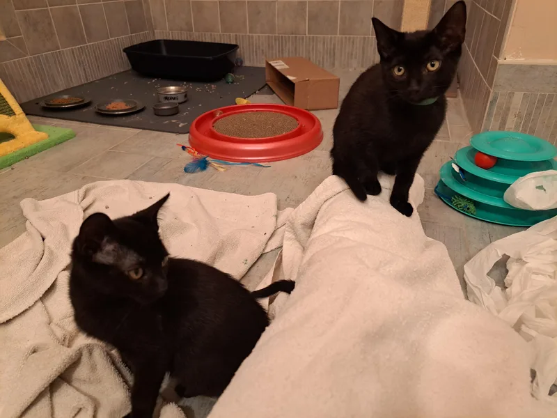 Ivy & Bean thumbnail 6