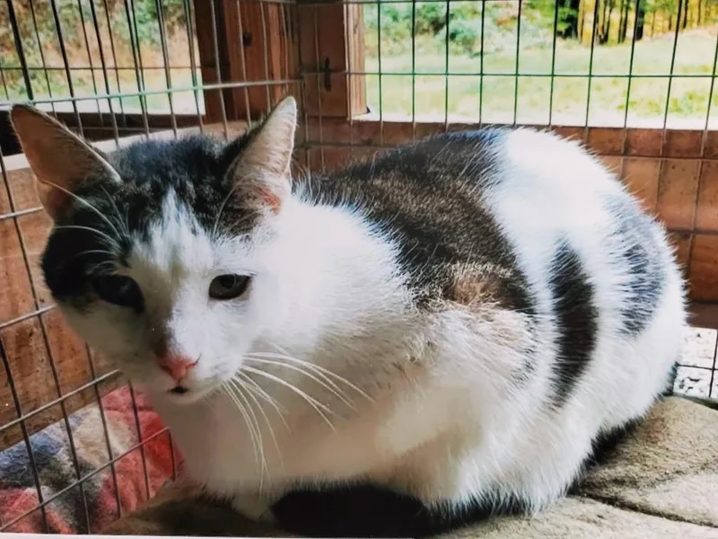 A senior medium-sized female Domestic Short Hair cat named Kamryn for adoption in Philippi, WV