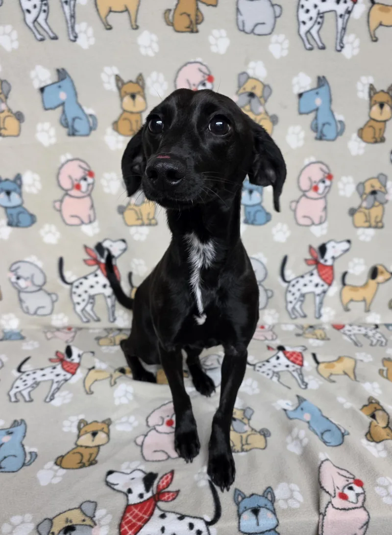 An adult small-sized male Black Chiweenie dog named Willow for adoption in Dallas, GA