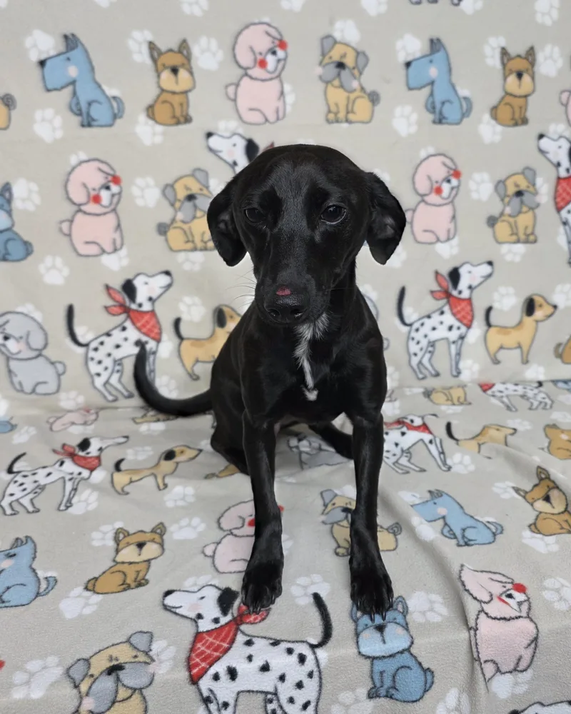 Willow thumbnail 2