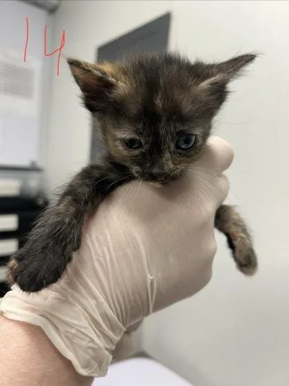 A baby small-sized female Domestic Short Hair cat named Kyleigh for adoption in West Chester, PA