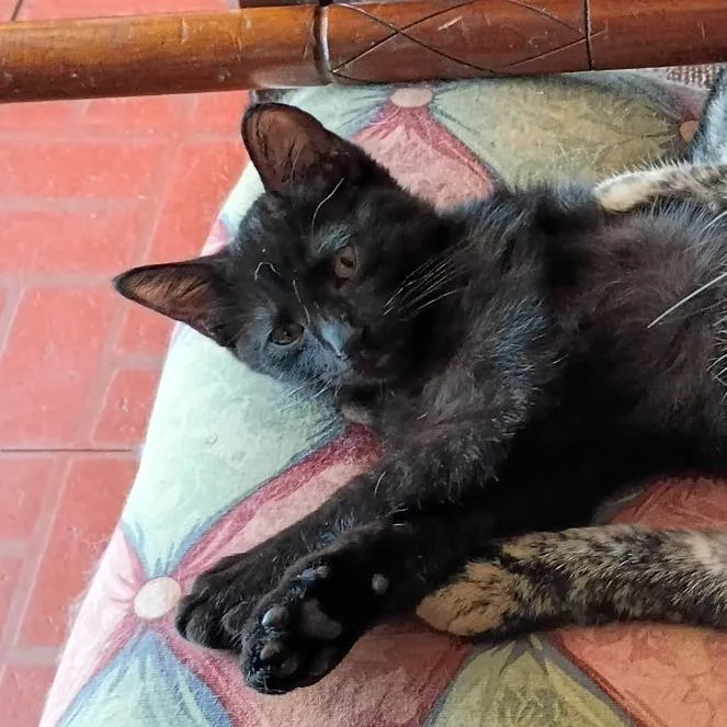 A baby medium-sized male Black Domestic Short Hair cat named Spunky for adoption in Bedford, NH