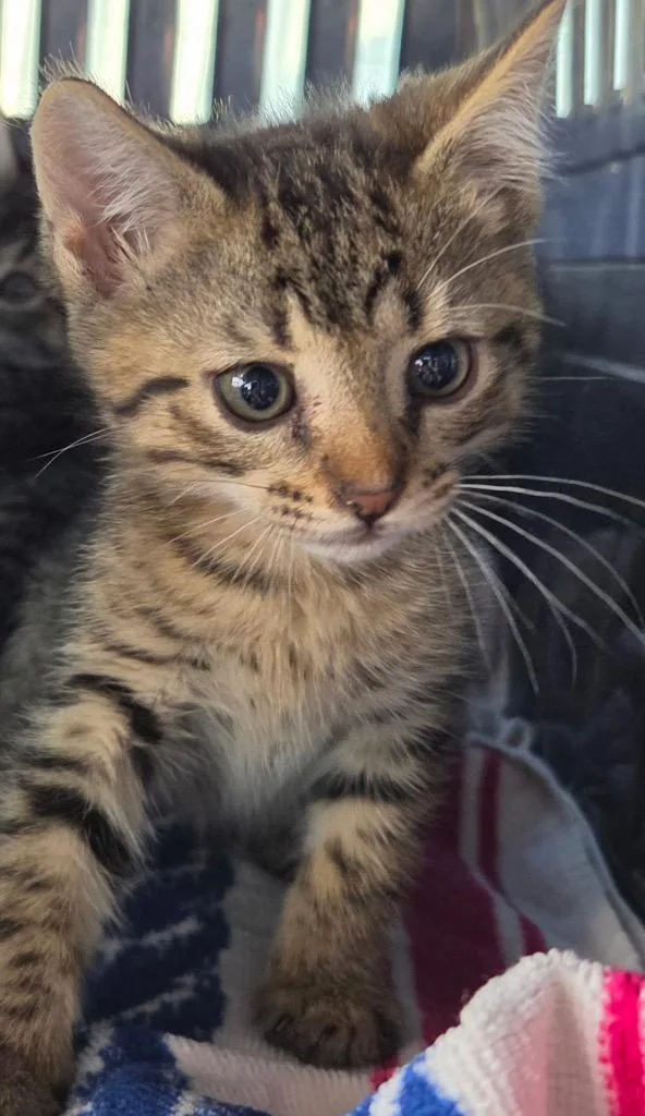 A baby medium-sized female Domestic Short Hair cat named Cleo for adoption in Tampa, FL