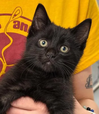 A baby small-sized male Domestic Medium Hair cat named The Void for adoption in Gwinn, MI