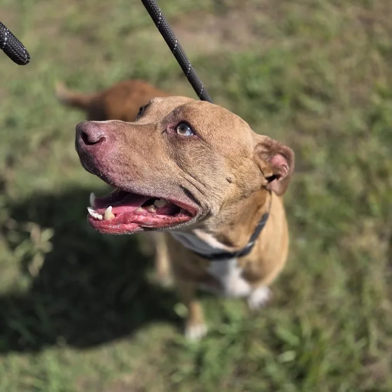 A senior large-sized female Mixed Breed dog named Phoebe for adoption in Durant, OK
