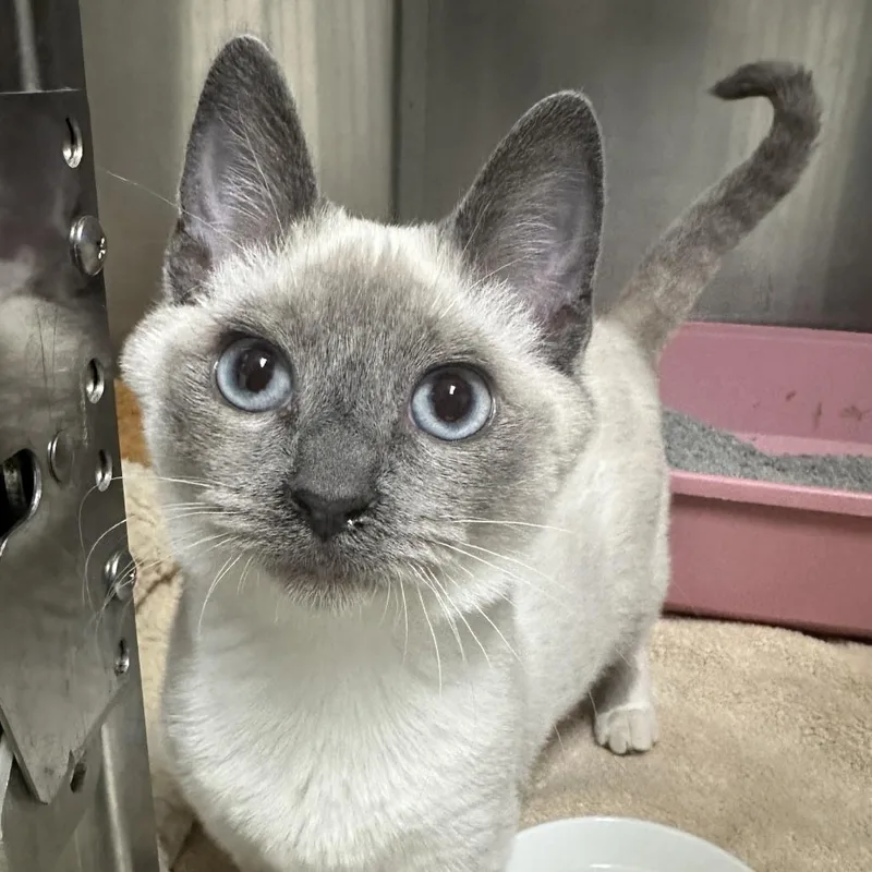 A young small-sized male Cream / Ivory Siamese cat named Shiloh for adoption in Yucaipa, CA