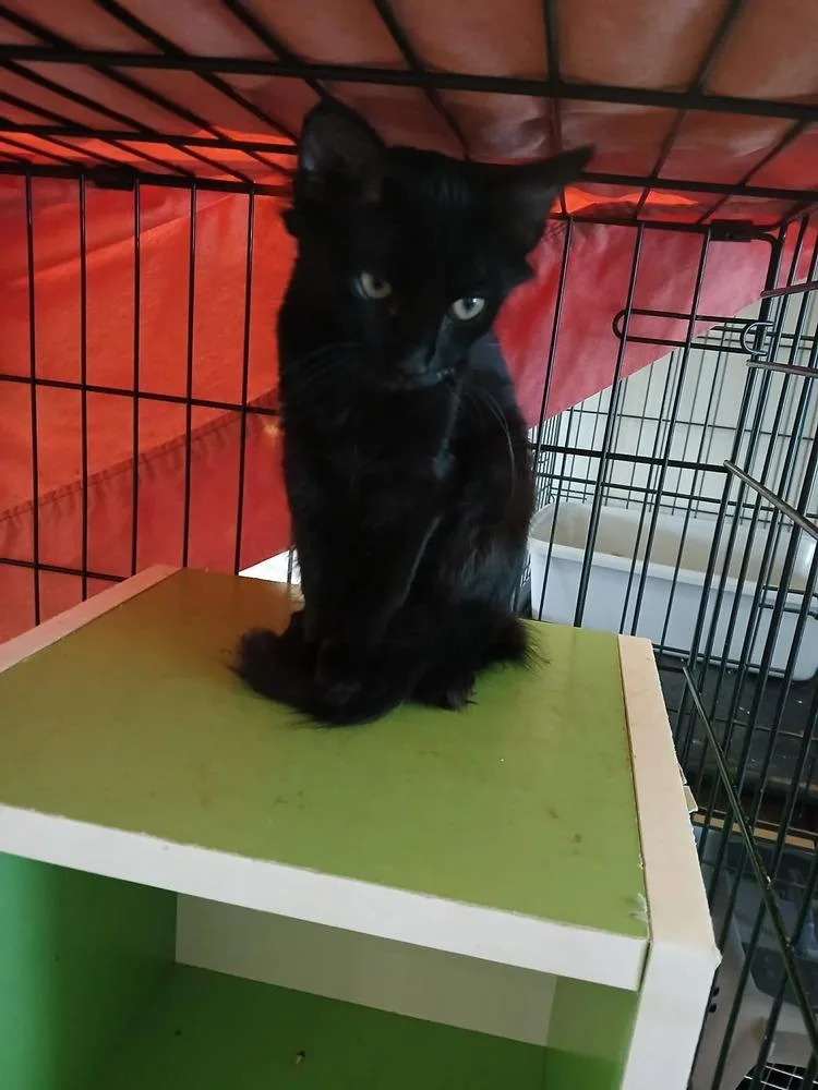 A baby small-sized female Domestic Short Hair cat named Aster for adoption in Orlando, FL