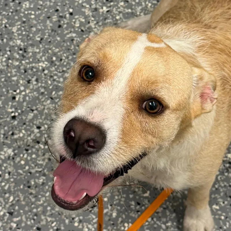 A young medium-sized female White / Cream Terrier dog named Libby for adoption in Bronson, FL