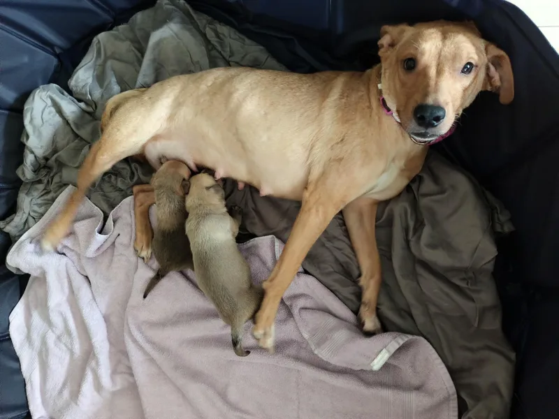 An adult medium-sized female Carolina Dog dog named Lena for adoption in Port Saint Lucie, FL