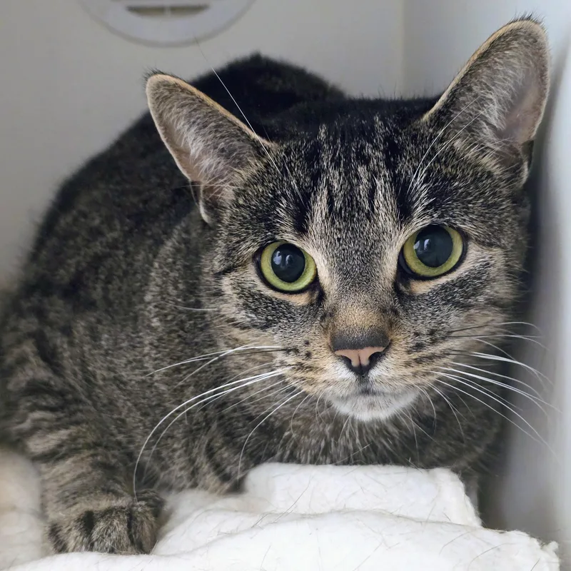 An adult large-sized female Tabby (Brown / Chocolate) Domestic Short Hair cat named Gracie for adoption in Amityville, NY