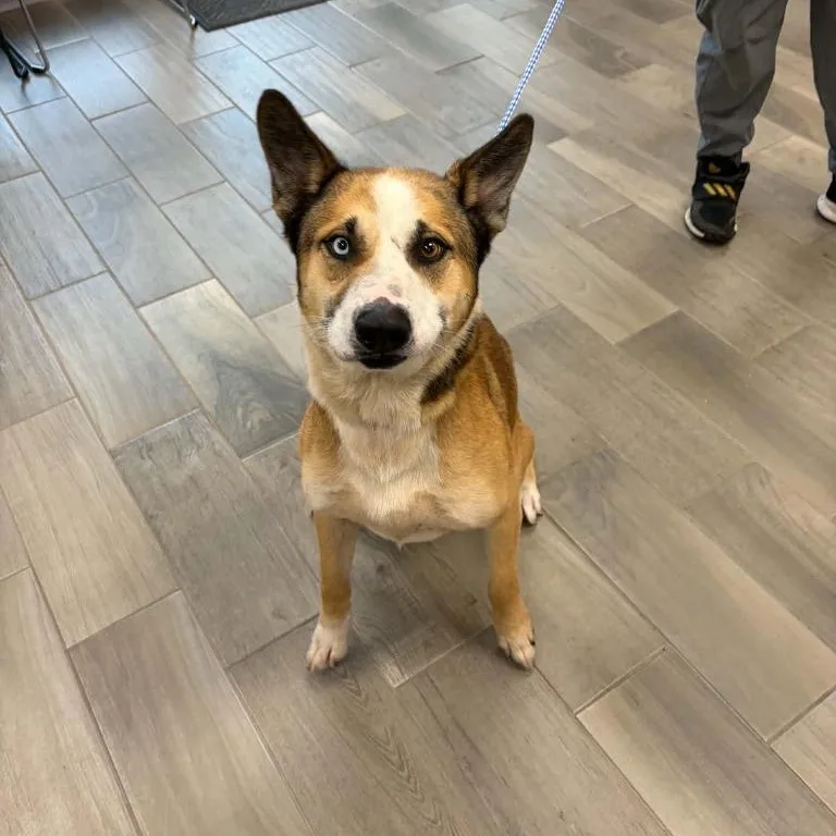 An adult large-sized male Husky dog named Turner for adoption in Nevada, MO