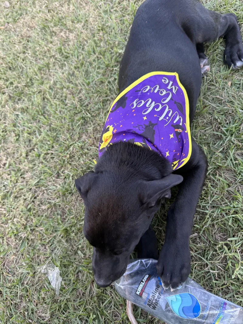 An adult medium-sized male Labrador Retriever dog named Loki for adoption in MONTGOMERY, TX
