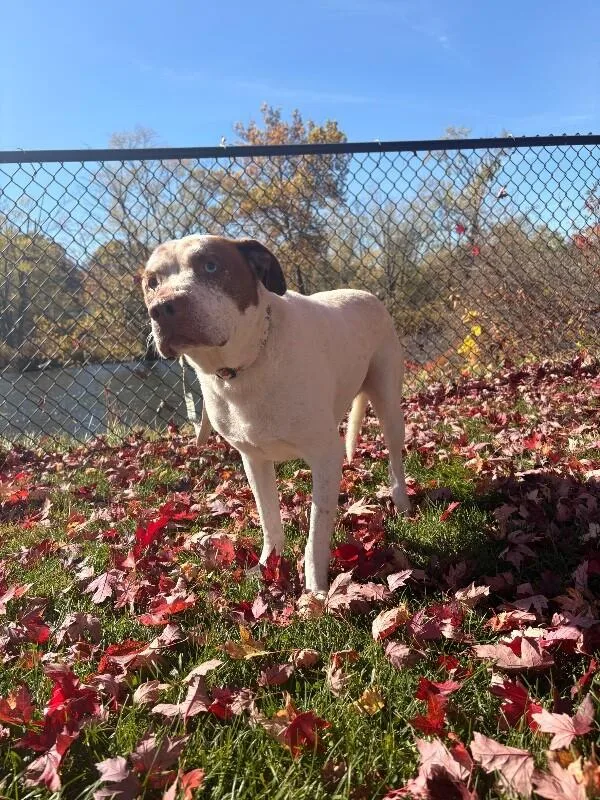 An adult medium-sized male White / Cream Mixed Breed dog named Russell for adoption in Warren, PA