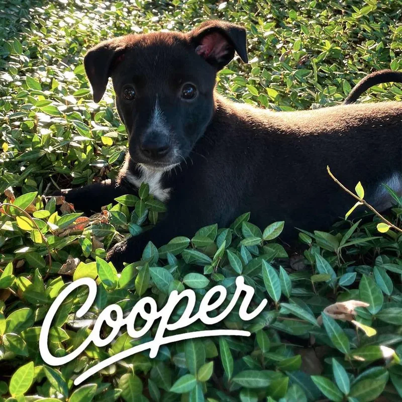 Cooper P