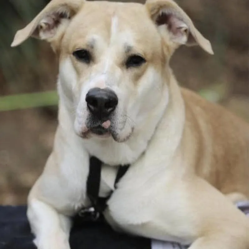 A young medium-sized male Yellow / Tan / Blond / Fawn Afghan Hound dog named Chance for adoption in East Flat Rock, NC