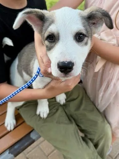 A baby large-sized female Border Collie dog named Yang for adoption in Blountville, TN