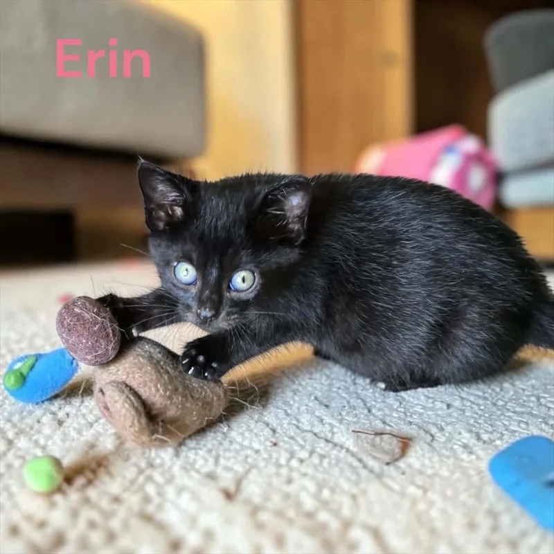 A baby medium-sized female Black Domestic Short Hair cat named Erin for adoption in Clinton Township, MI