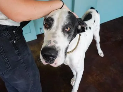 An adult large-sized male Great Dane dog named Big Boy for adoption in San Antonio, TX