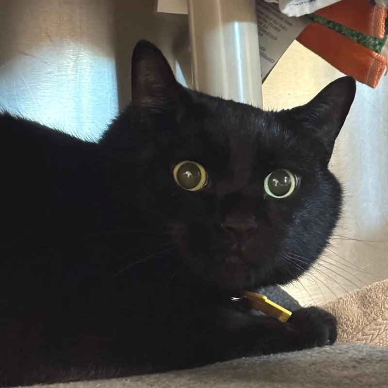 An adult large-sized male Black Domestic Short Hair cat named Kalvin for adoption in Springfield, MA