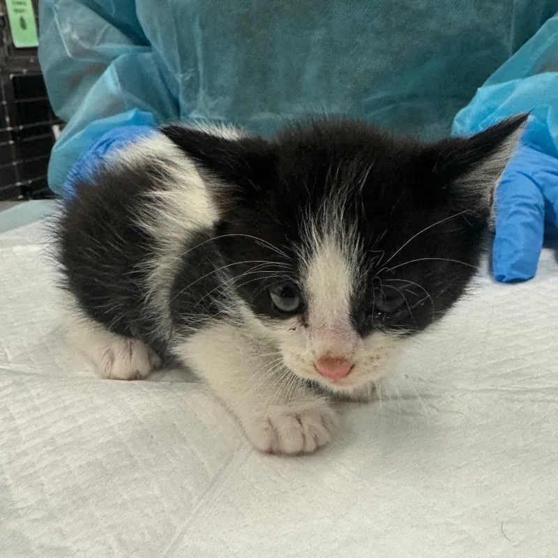 A baby small-sized female Black Domestic Short Hair cat named Lady for adoption in Los Angeles, CA