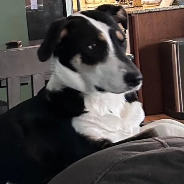 An adult large-sized female Hound dog named Zara for adoption in Des Moines, IA