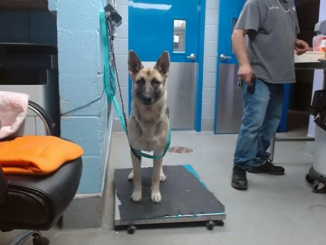 A young medium-sized female German Shepherd Dog dog named Paulitte for adoption in Albuquerque, NM