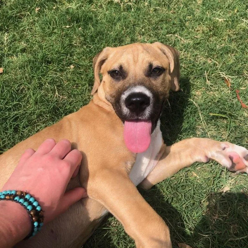 An adult medium-sized female Yellow / Tan / Blond / Fawn Pit Bull Terrier dog named Danica for adoption in Austin, TX