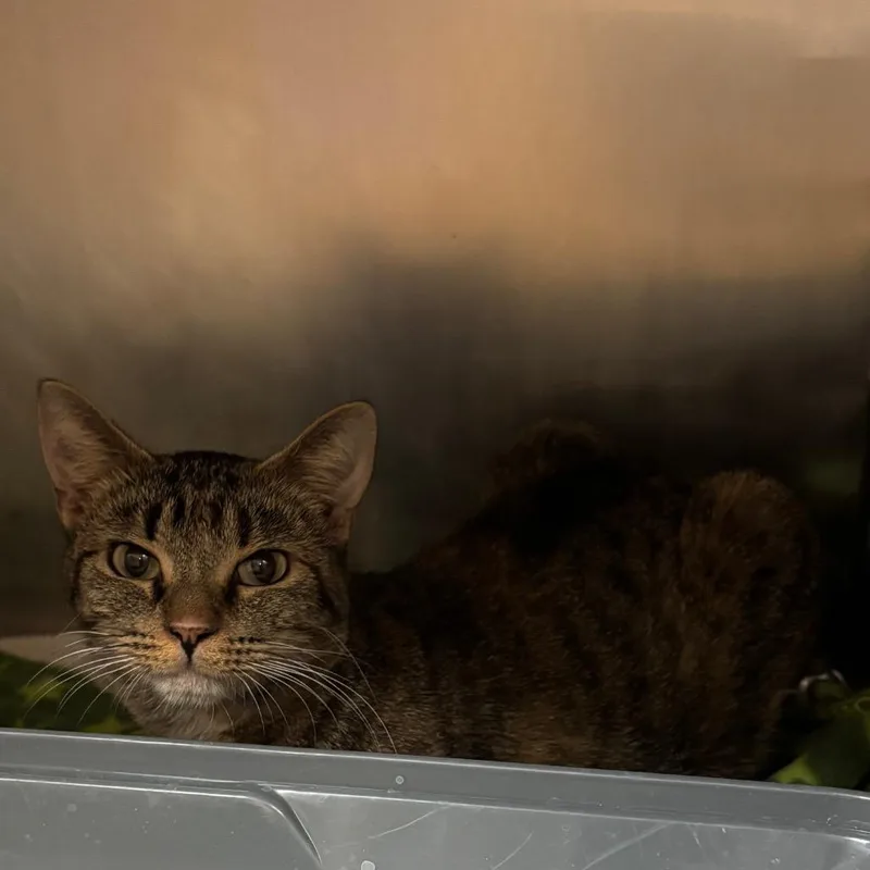 An adult medium-sized female Brown / Chocolate Domestic Short Hair cat named Vesper Calm & for adoption in Flagstaff, AZ