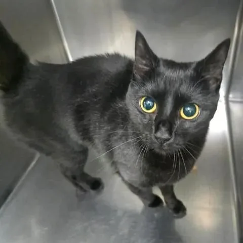 An adult medium-sized female Black Domestic Short Hair cat named Sugarsnap for adoption in Winthrop, ME