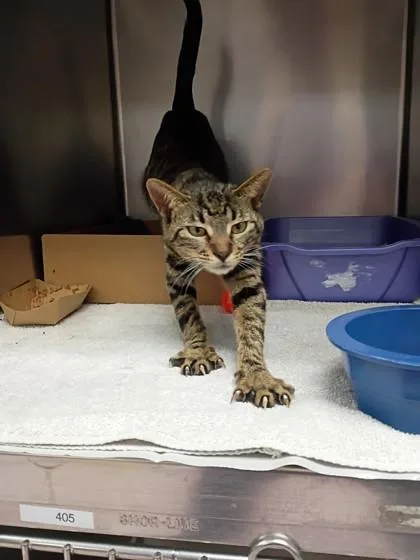 An adult medium-sized female Domestic Short Hair cat named Nala for adoption in West Chester, PA