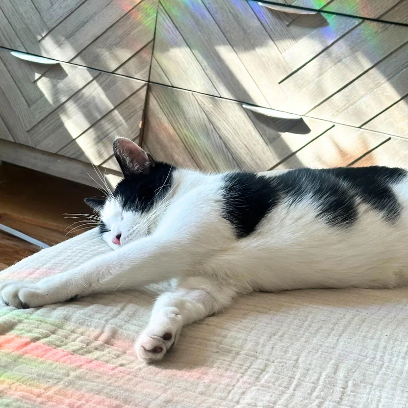 Lil' Sir thumbnail 3