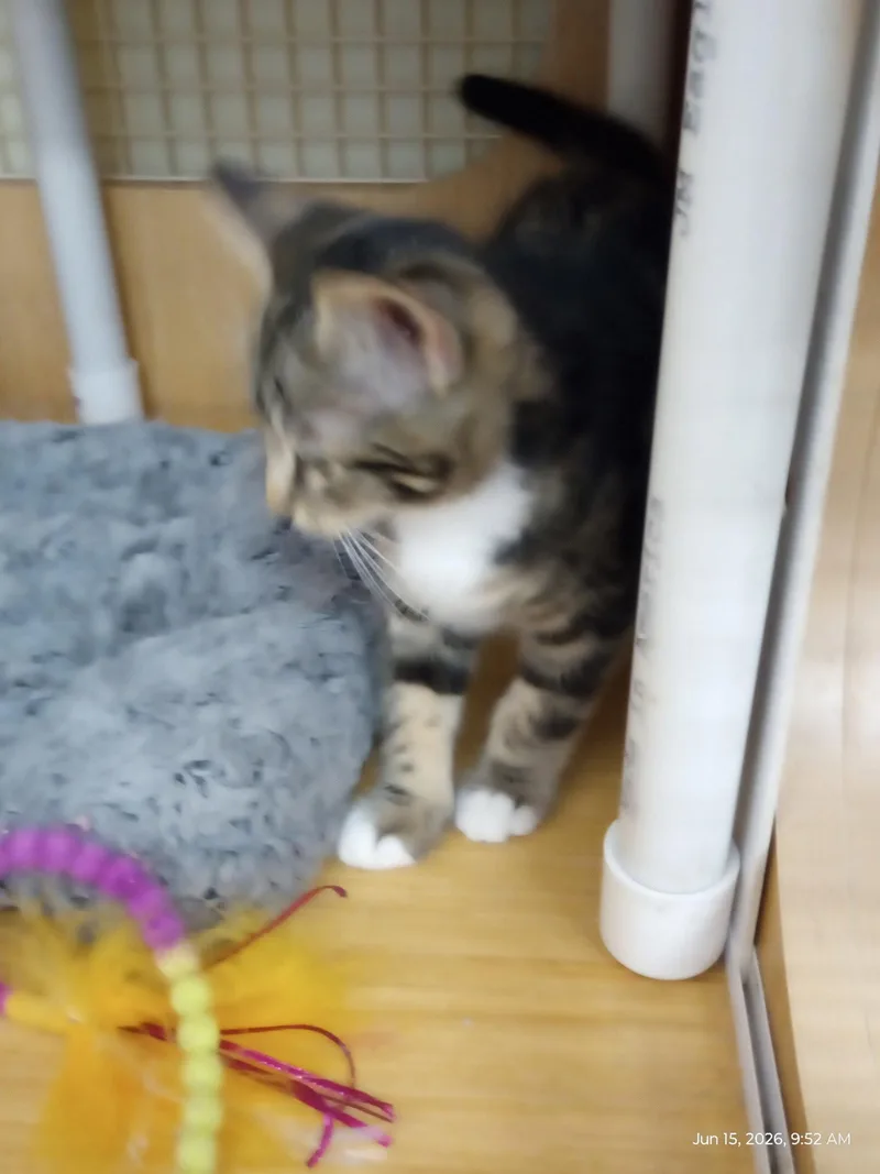 A baby medium-sized female Gray & White Domestic Short Hair cat named Aspen for adoption in Plano, TX