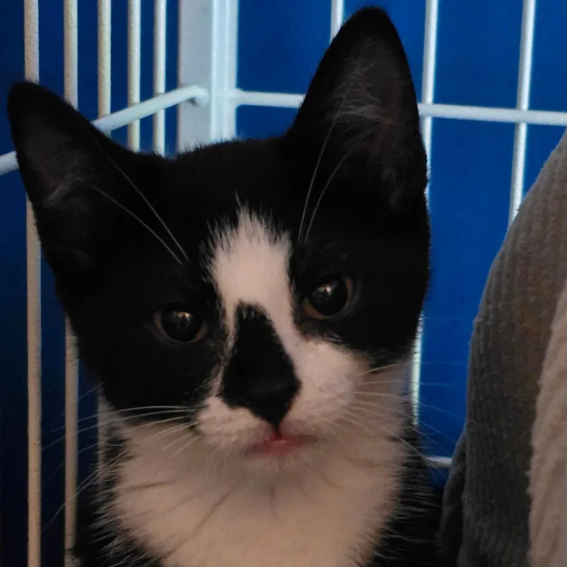 A baby small-sized female Black Domestic Medium Hair cat named Haru for adoption in Marble, NC