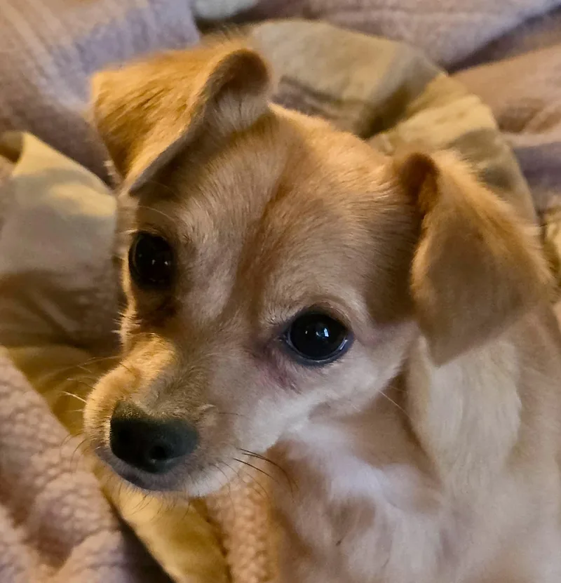 A young small-sized female Golden Chihuahua dog named Adora for adoption in Tarzana, CA