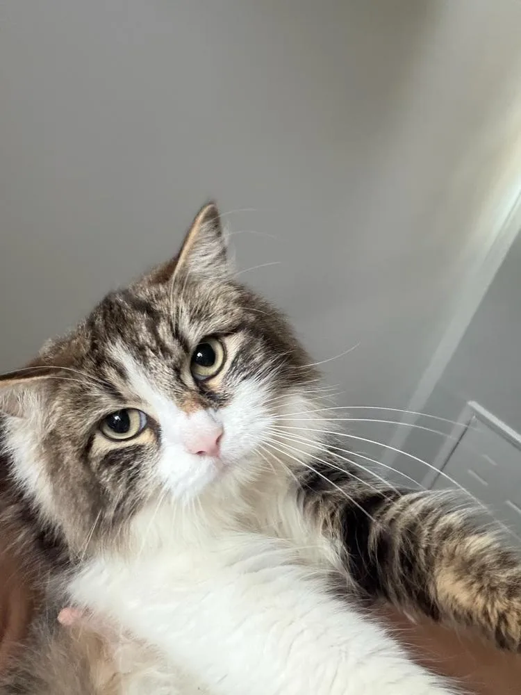 An adult medium-sized female Domestic Long Hair cat named Balenciaga for adoption in East hartford, CT