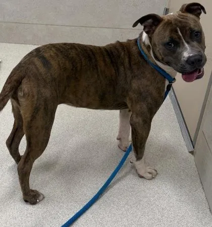 An adult medium-sized female Mixed Breed dog named Hoku for adoption in Honolulu, HI