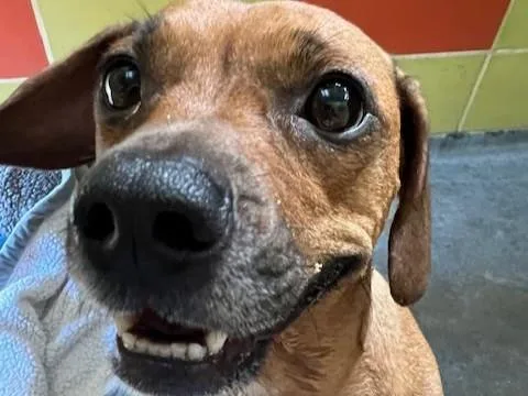 An adult medium-sized female Dachshund dog named Penelope for adoption in Palo Alto, CA
