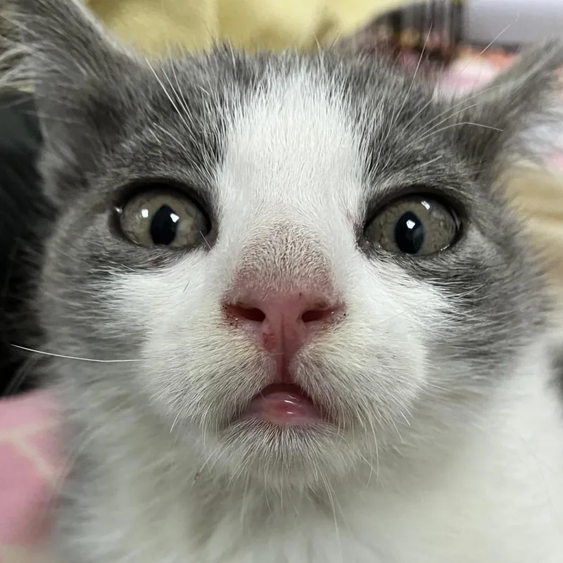A baby small-sized female White Domestic Short Hair cat named Cheyenne for adoption in Las Cruces, NM