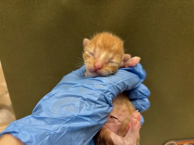 A baby small-sized male Domestic Short Hair cat named Marmalade for adoption in Ontario, CA