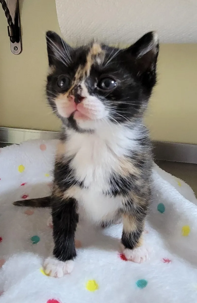 A baby medium-sized female Tortoiseshell Domestic Short Hair cat named Willow for adoption in Aylett, VA