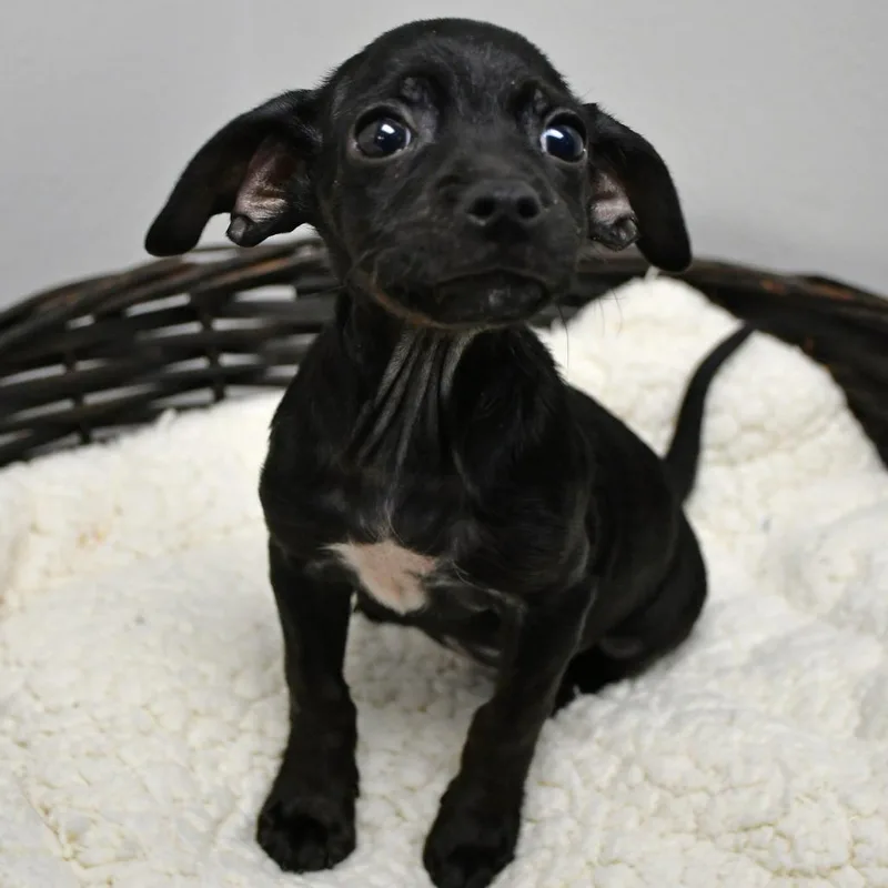 A baby small-sized female Black Terrier dog named Sassy Slurp for adoption in Beaumont, TX
