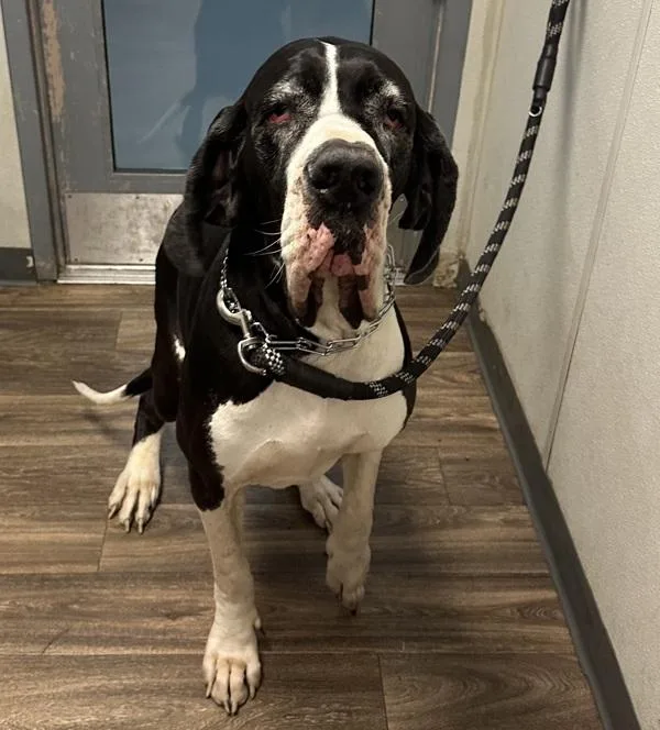 An adult extra large-sized female Great Dane dog named Chiquita for adoption in San Diego, CA