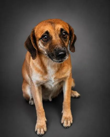 An adult medium-sized female Beagle dog named Bongus for adoption in Bowling Green, KY