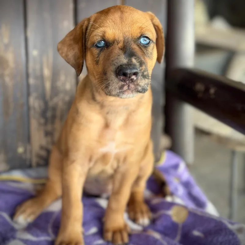 A baby medium-sized female Mixed Breed dog named Tiger for adoption in Pearsall, TX