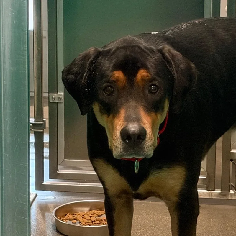 An adult extra large-sized male Black Mixed Breed dog named Remi for adoption in Murray, UT