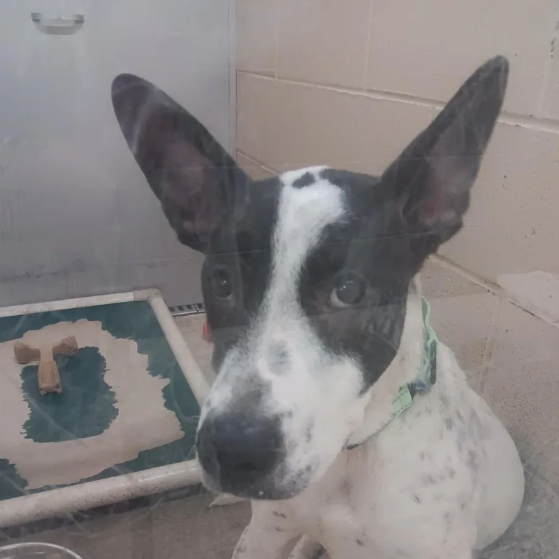 A young medium-sized male Black Mixed Breed dog named Boulder for adoption in Auburn, AL