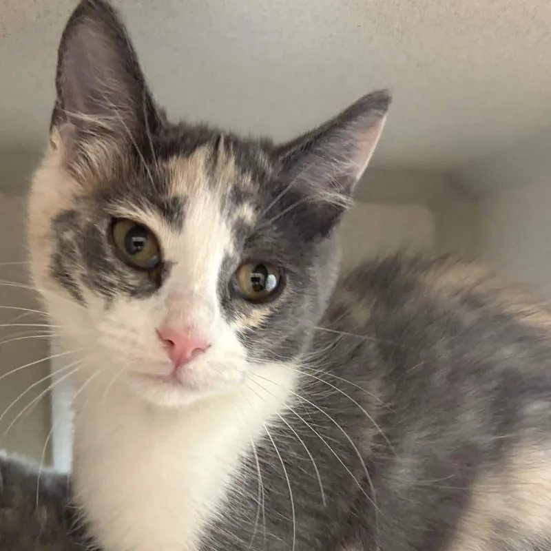 A baby small-sized female Calico Domestic Medium Hair cat named Daenerys for adoption in Gloucester, VA
