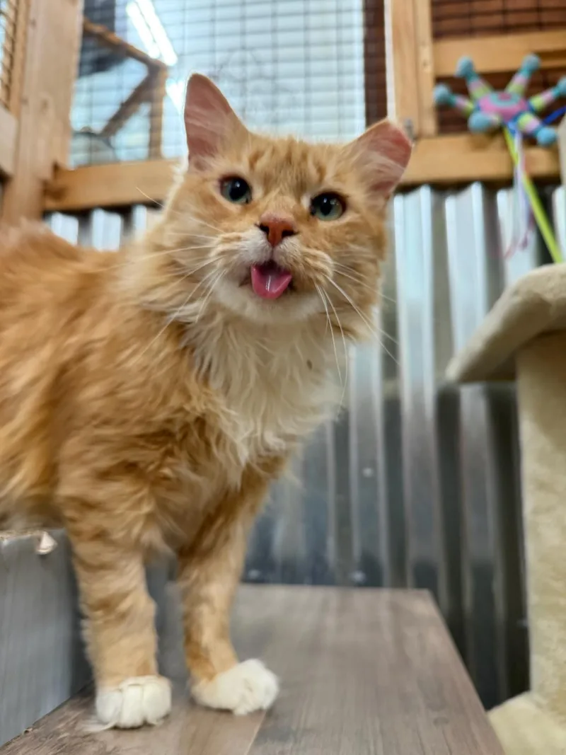 An adult medium-sized female Domestic Short Hair cat named Spot KCF for adoption in Lincoln, CA